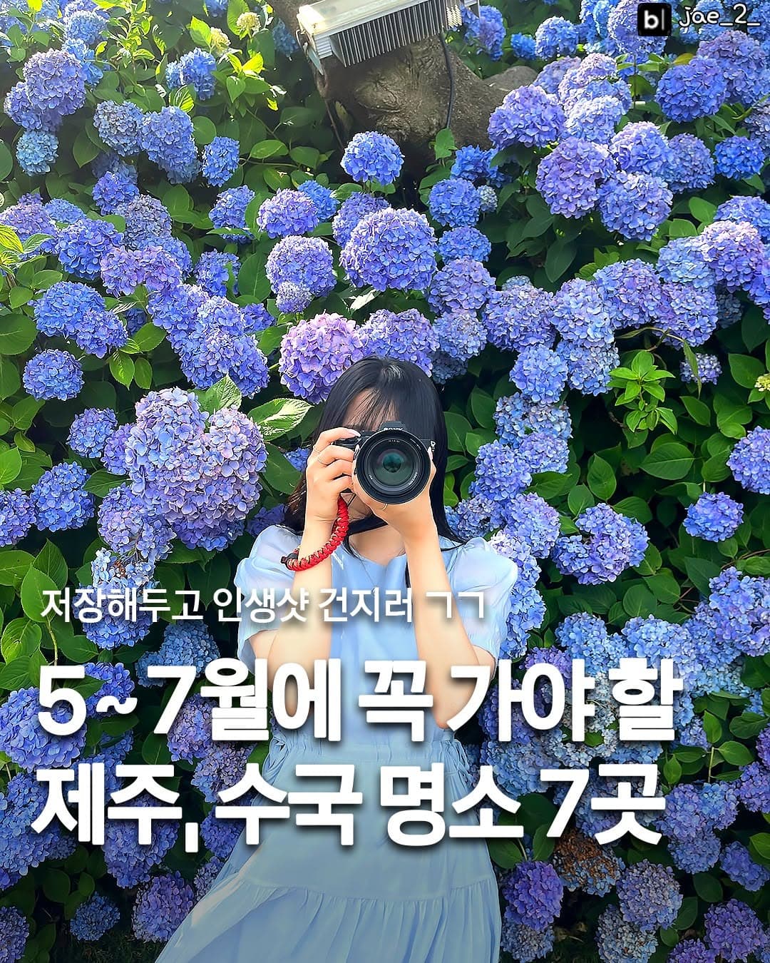 Jeju's Hydrangea Spots You Must Visit