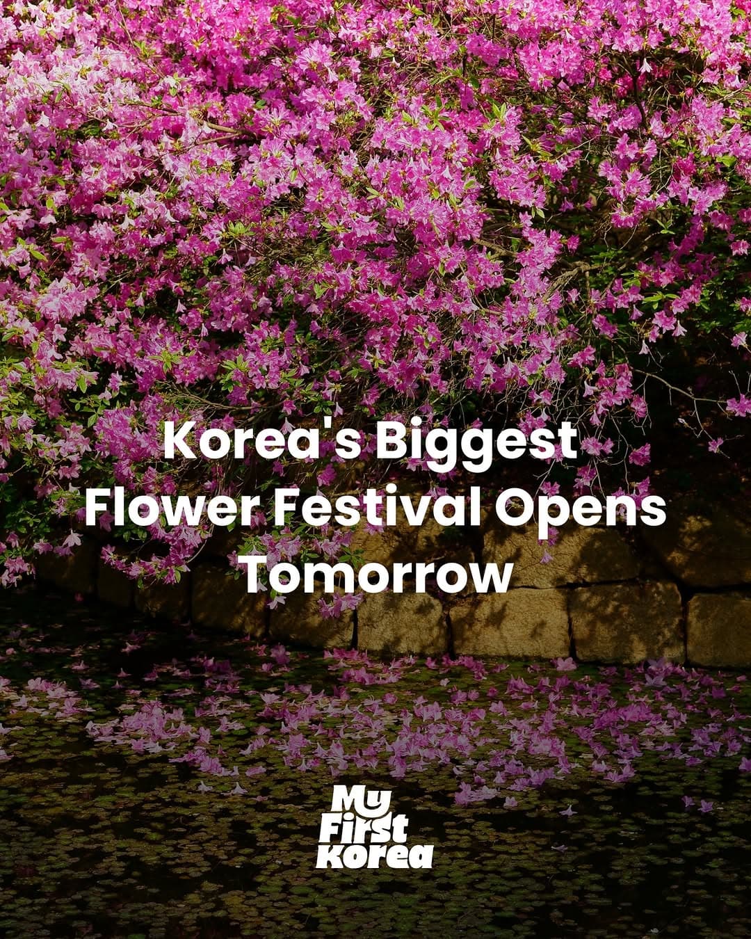 Goyang International Flower Expo Opens At Ilsan Lake Park