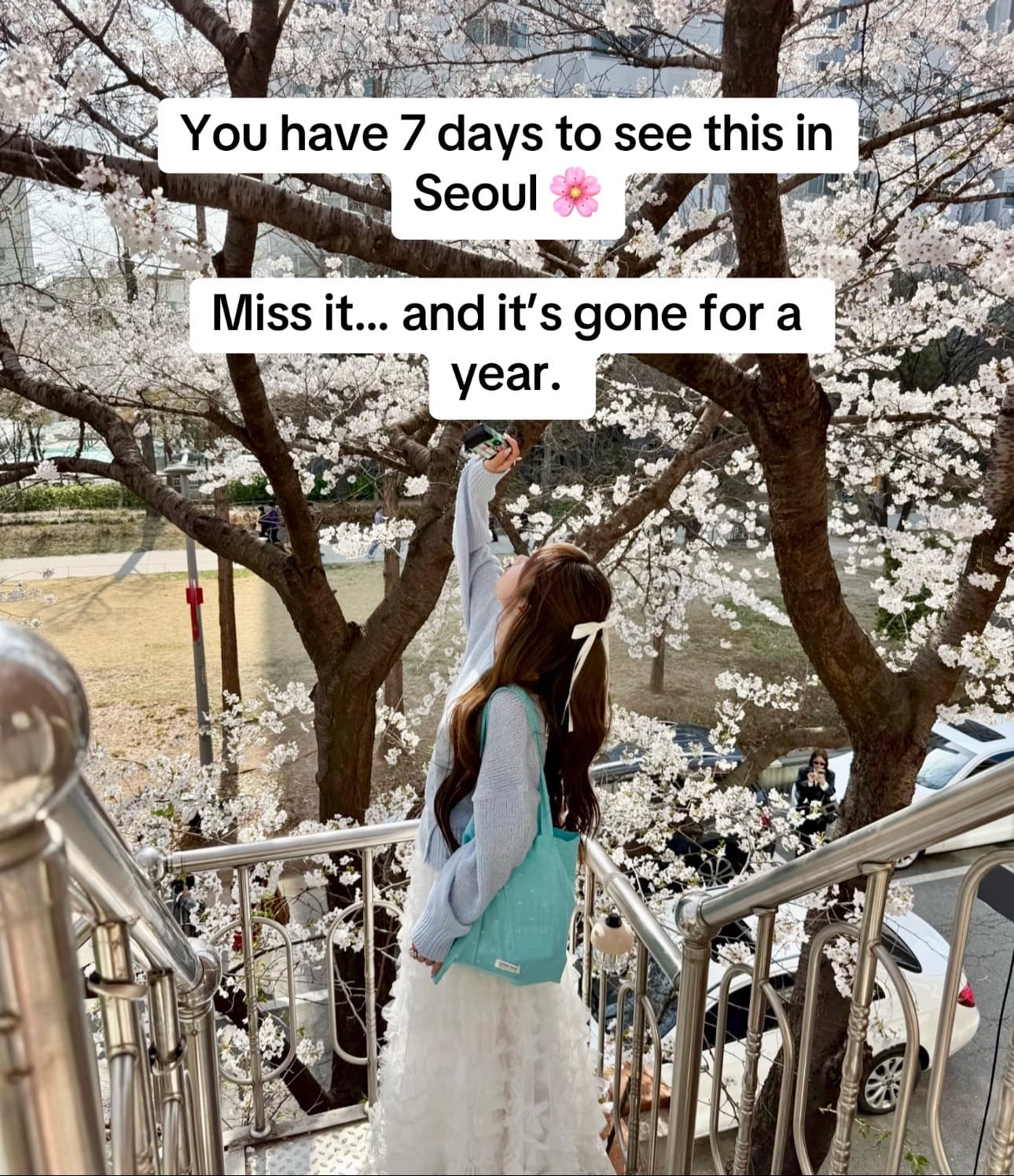 Best Seoul Spots for Spring Cherry Blossoms