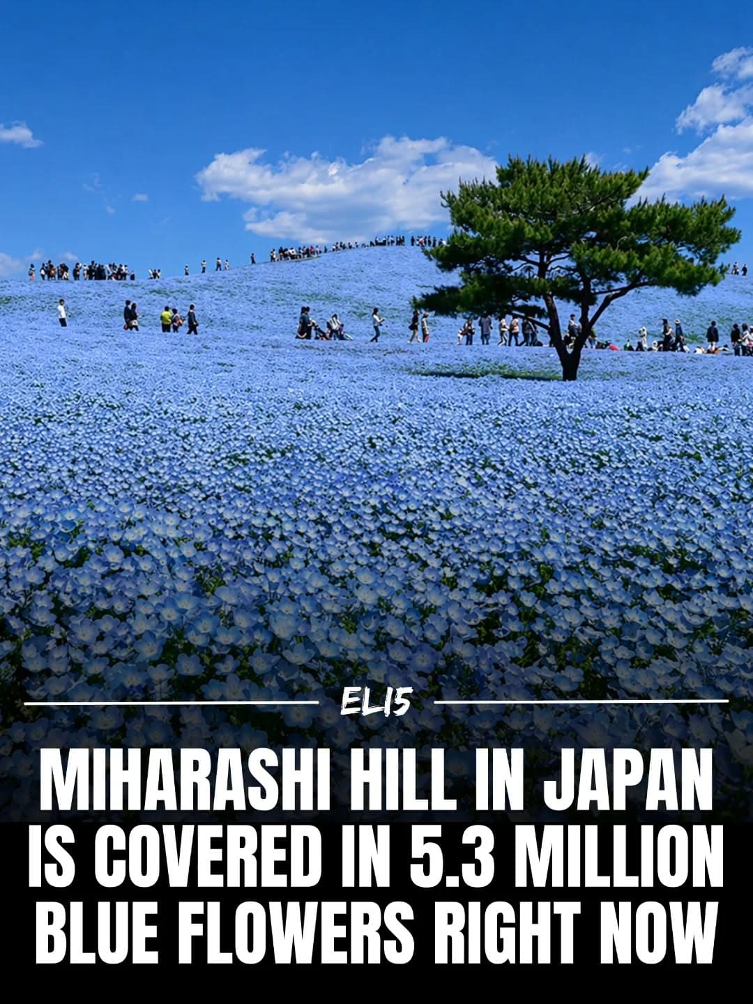 Hitachi Seaside Park's Sea of Baby Blue Eyes