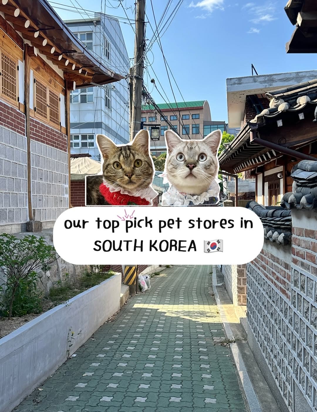 Pet Stores in Jeju and Seoul