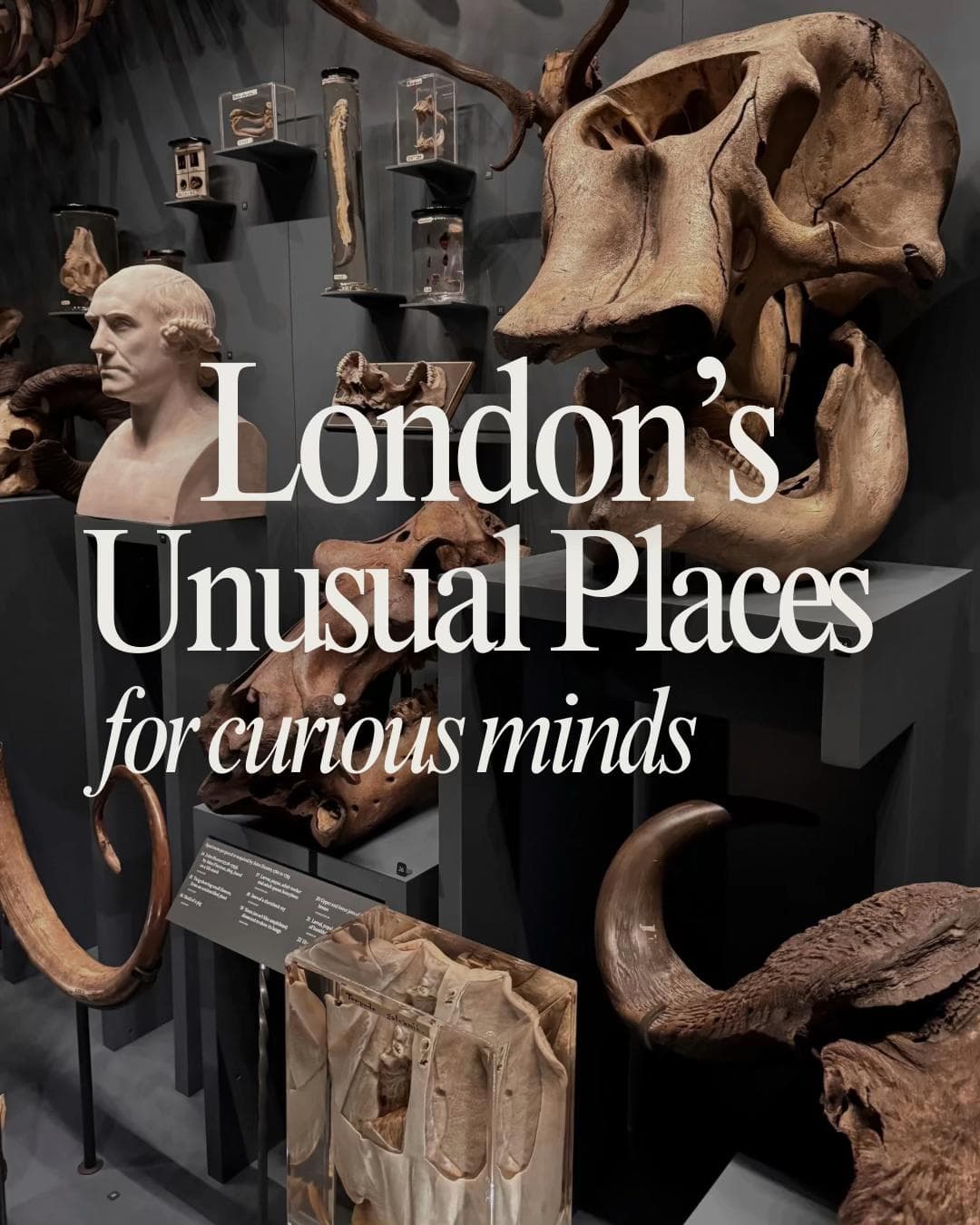London's Curious Museums and Unique Collections