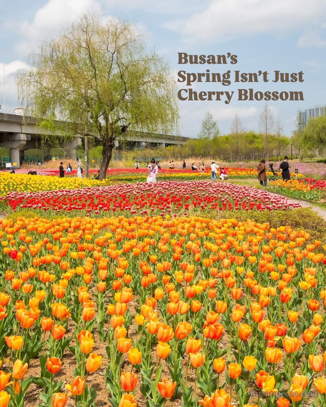 Hwamyeong Eco Park: Busan's Spring Tulip Gardens