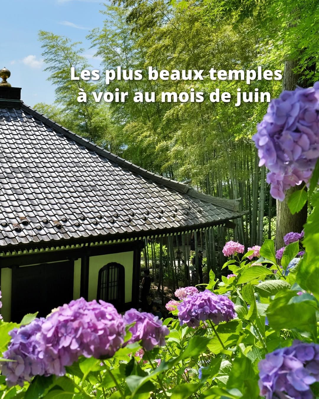 Beautiful Temples Adorned With Hydrangeas