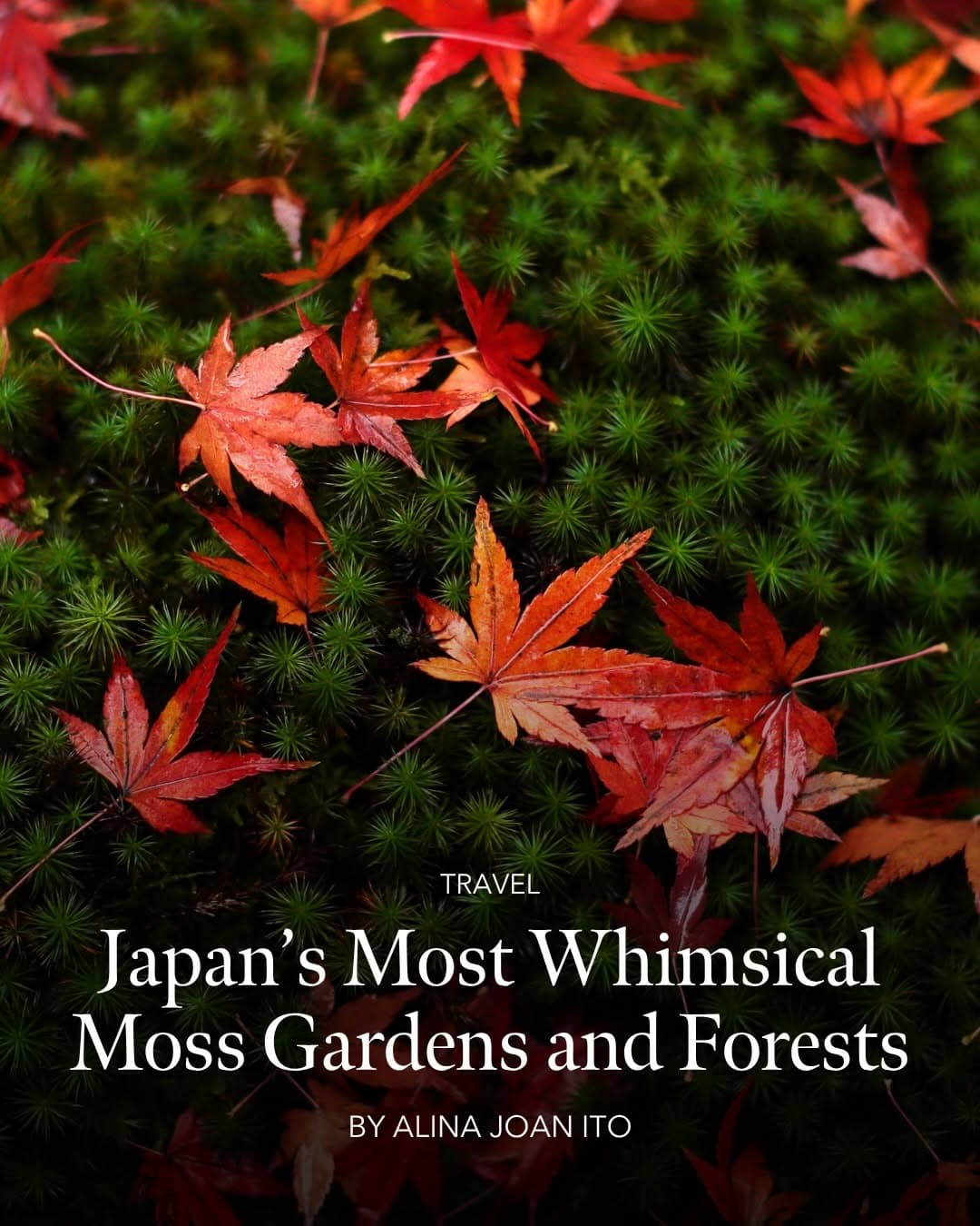 Japan's Most Serene Moss Gardens and Forests