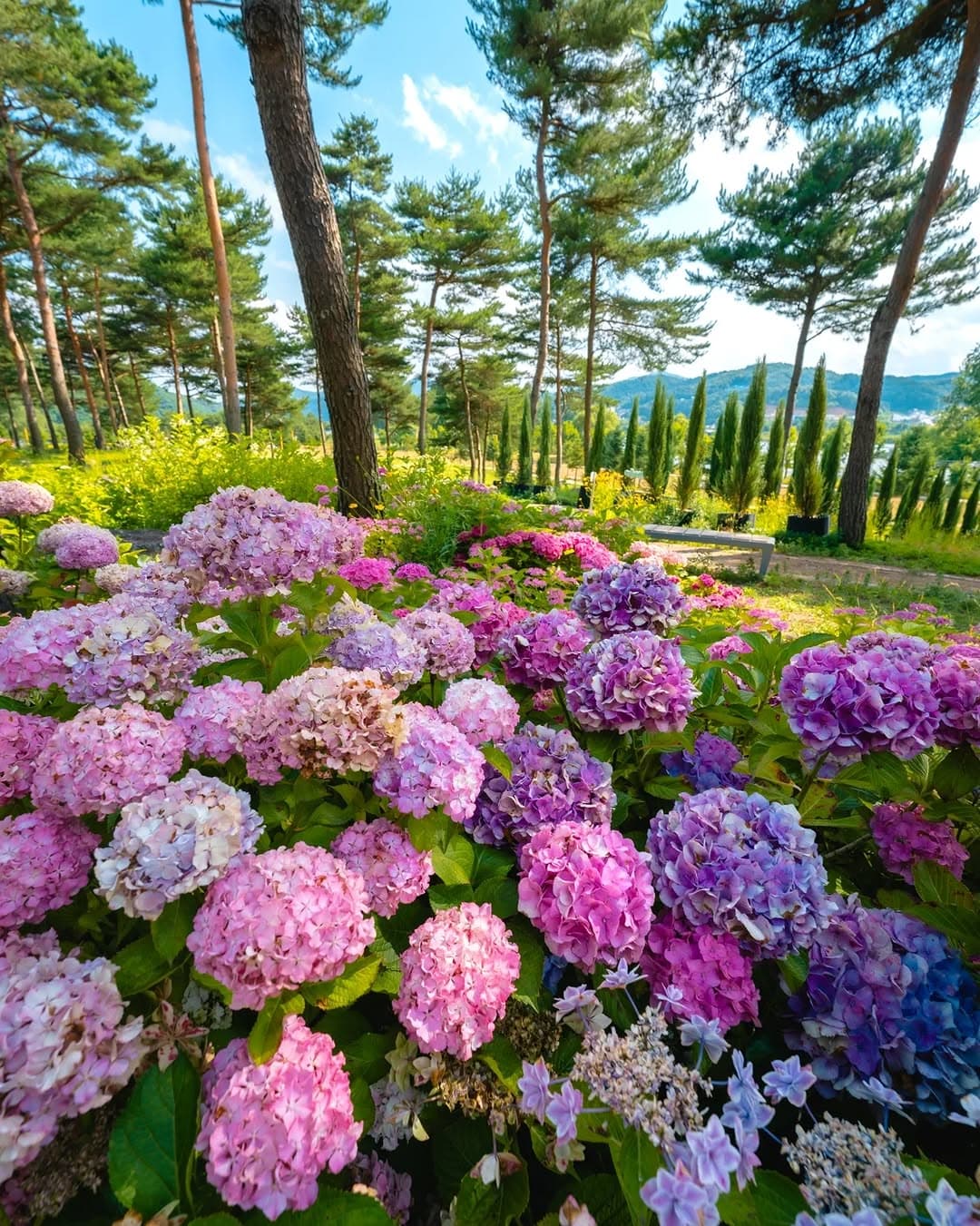Seoul's Best Hydrangea Viewing Spots