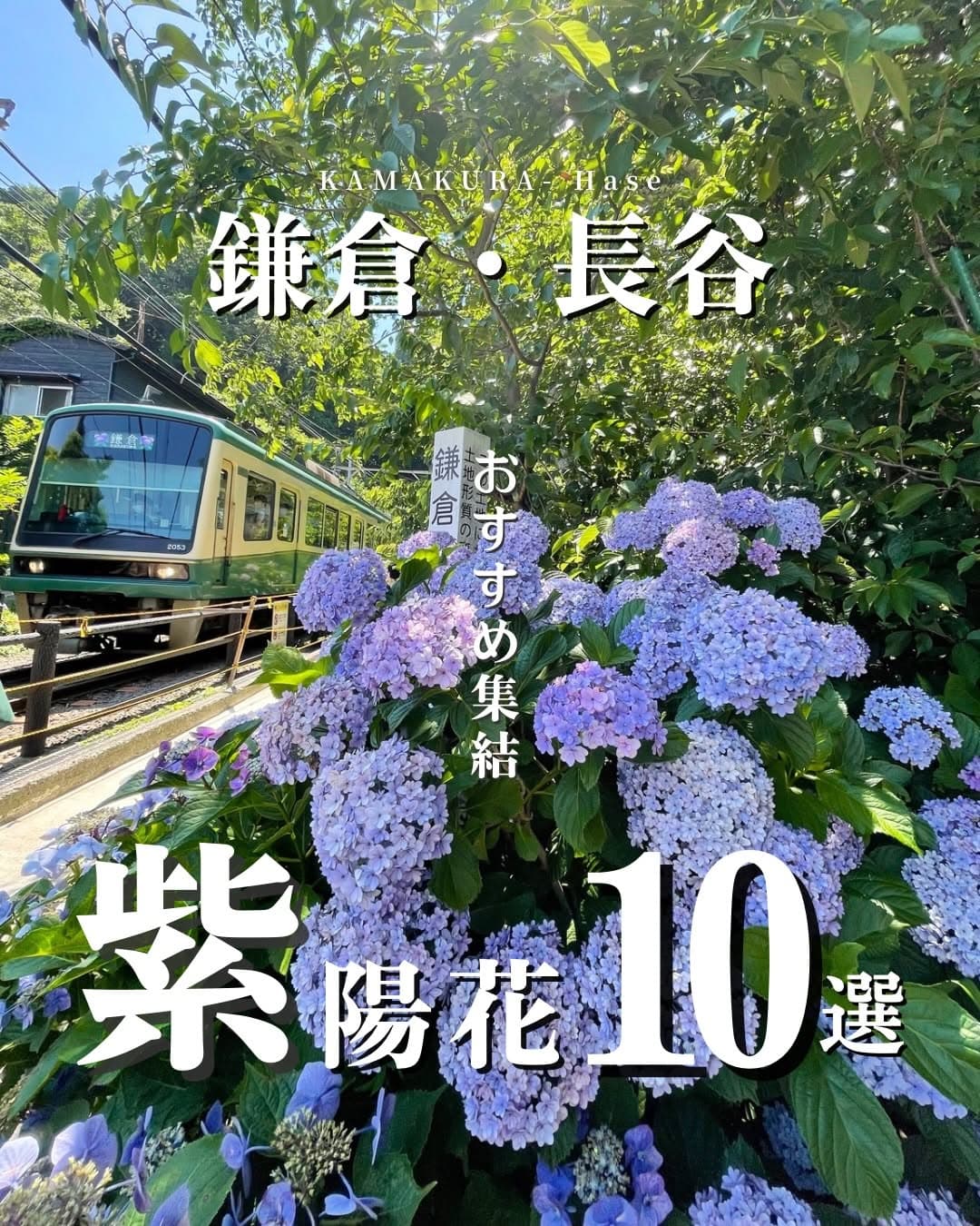 Ten Kamakura Hydrangea Viewing Spots
