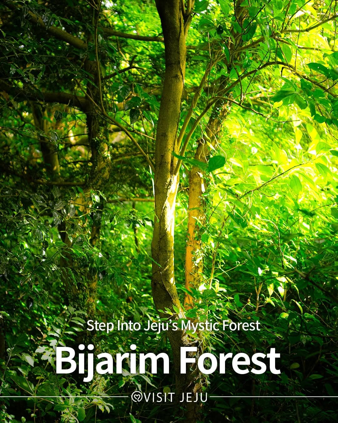 Jeju's Natural Wonders: Forests and Lava Tubes