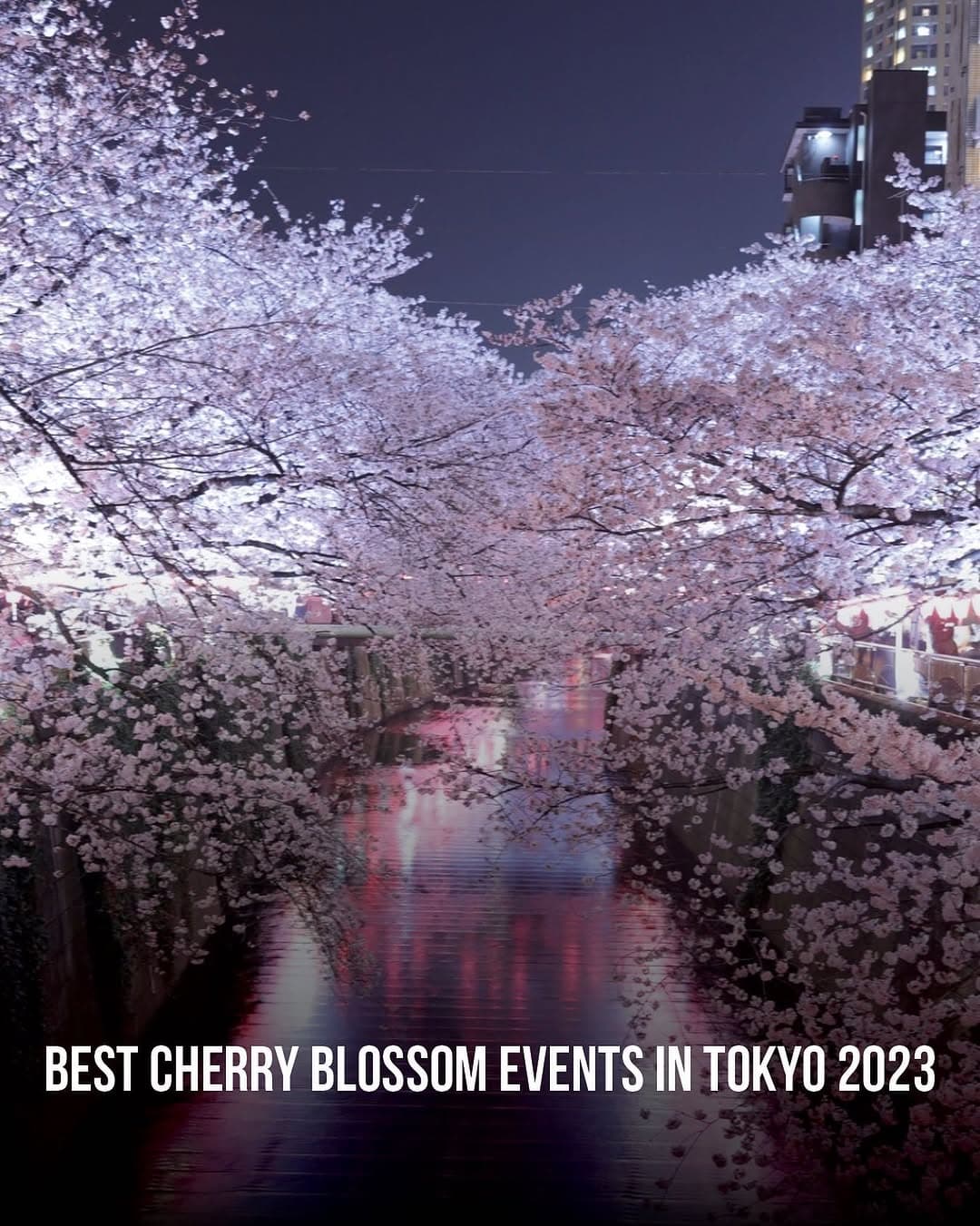 Tokyo Cherry Blossom Themed Experiences
