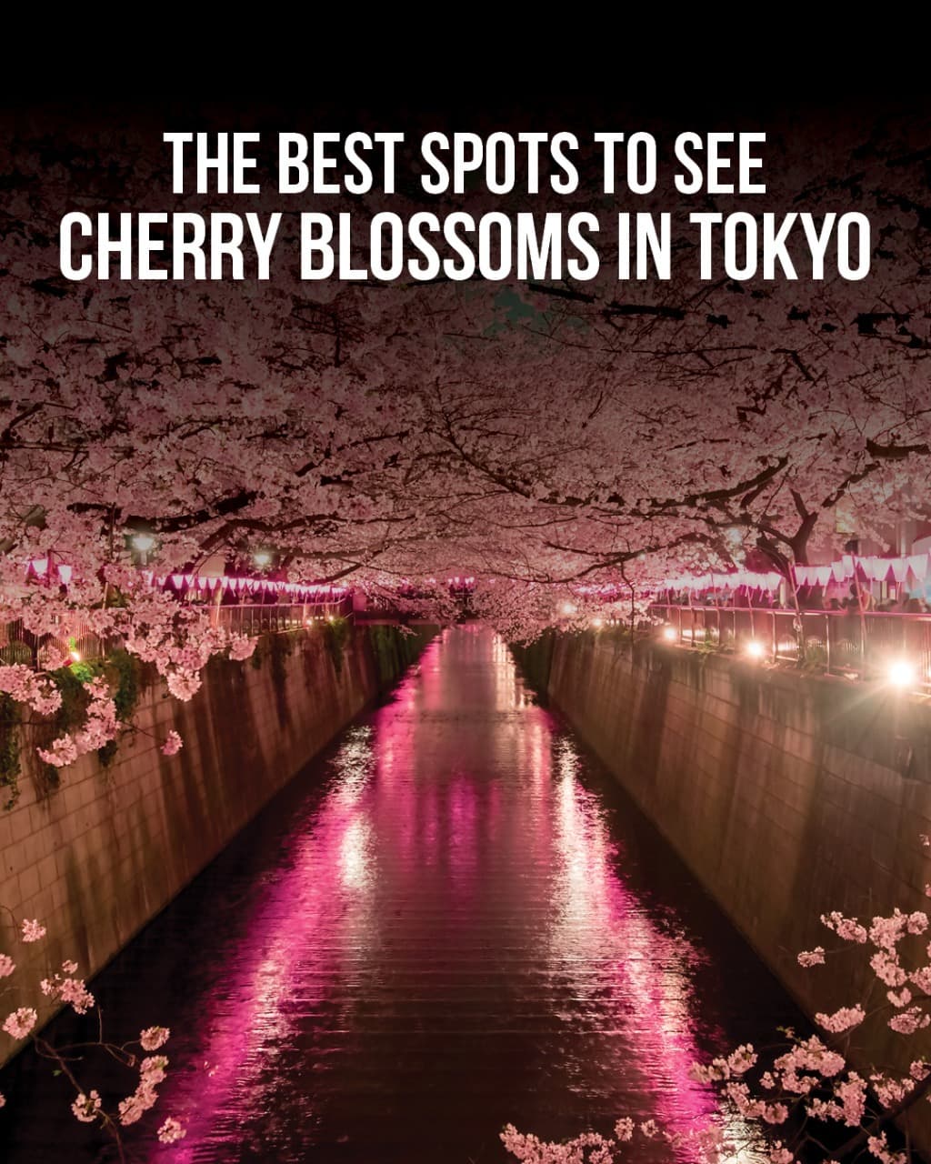 Tokyo's Best Spots for Cherry Blossom Viewing