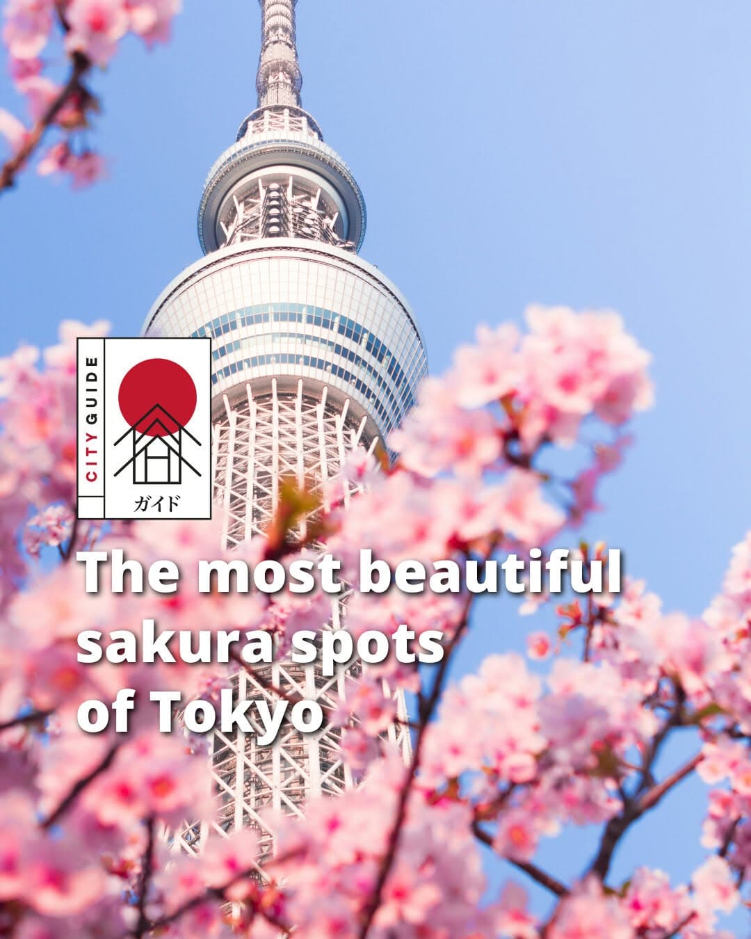 Tokyo's Best Cherry Blossom Viewing Spots