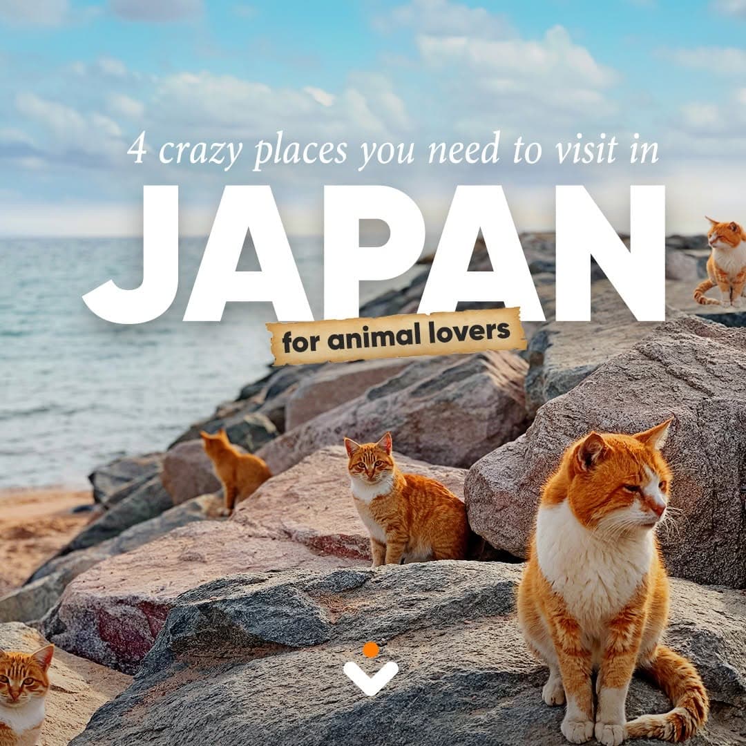 Japan's Most Adorable Animal Encounters