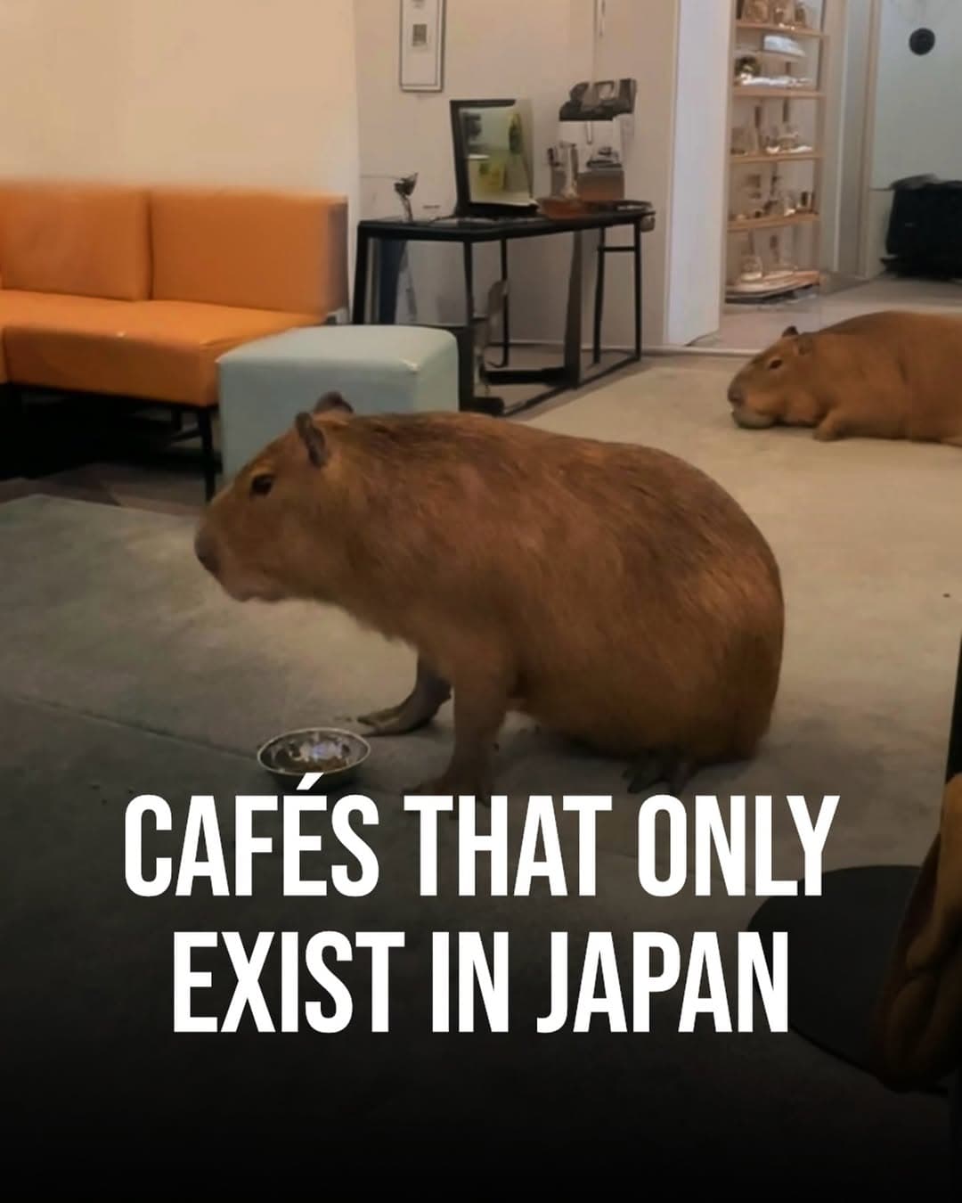 Tokyo's Unique Cafes Offer Cultural Experiences