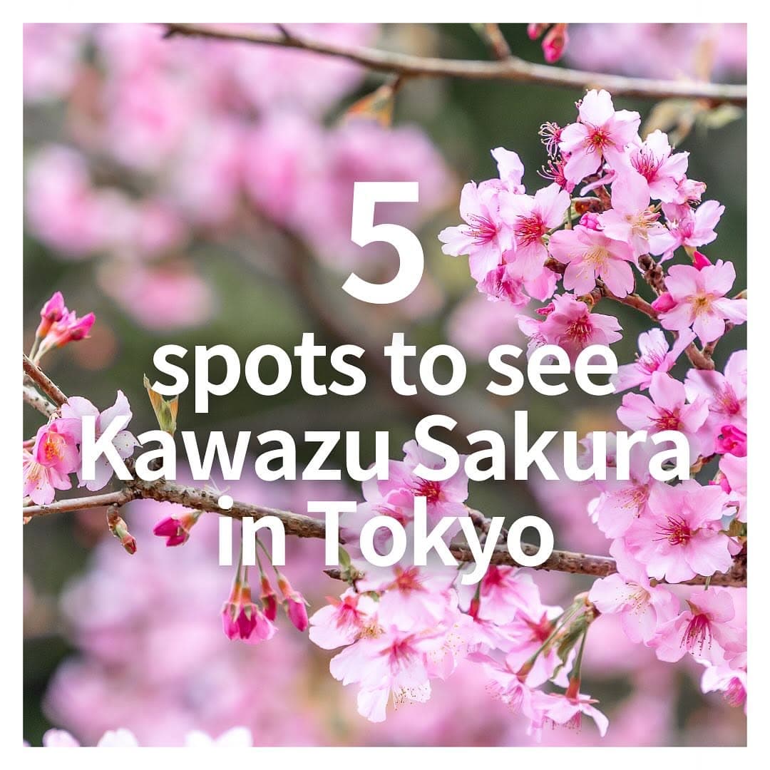 Five Tokyo Spots for Kawazu Sakura Viewing