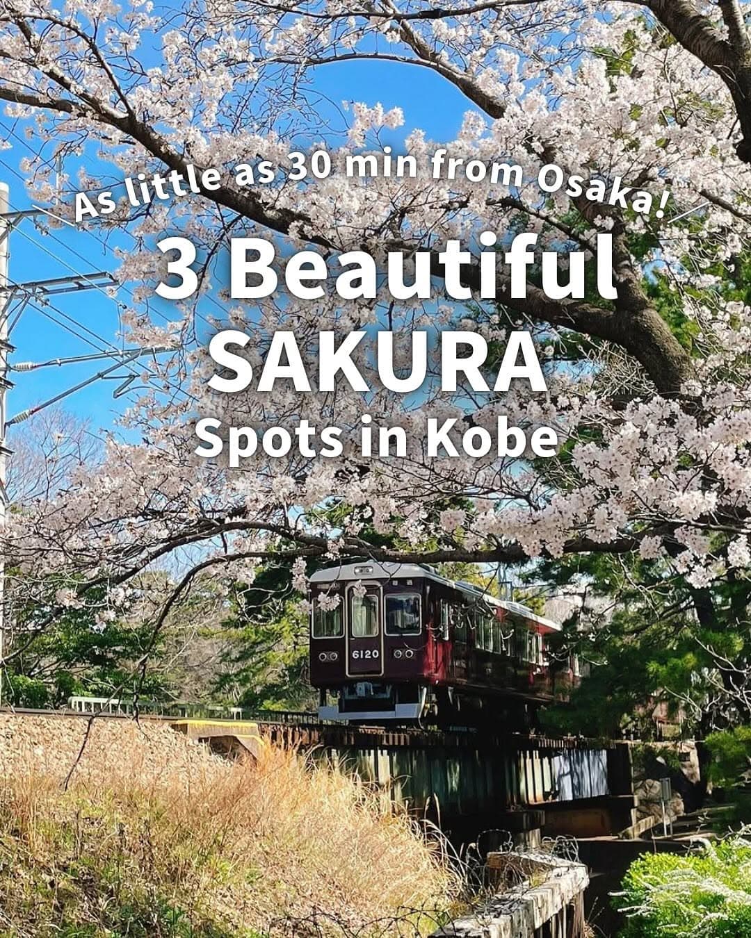 Kobe's Cherry Blossoms With Stunning Backdrops