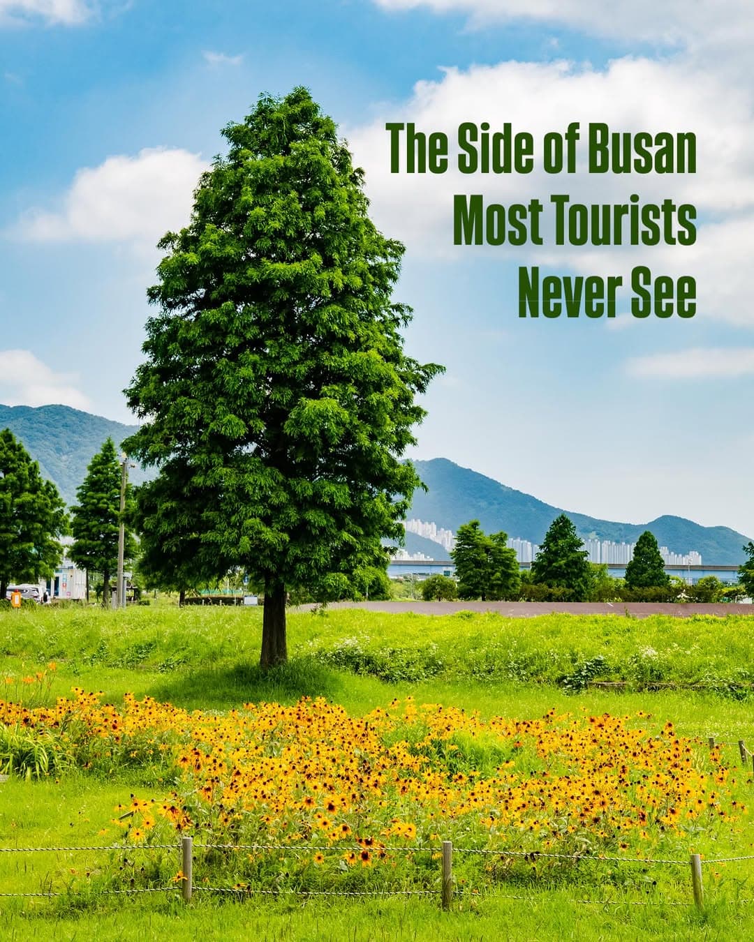 Busan's Nature: Samnak Eco Park Alongside Beaches
