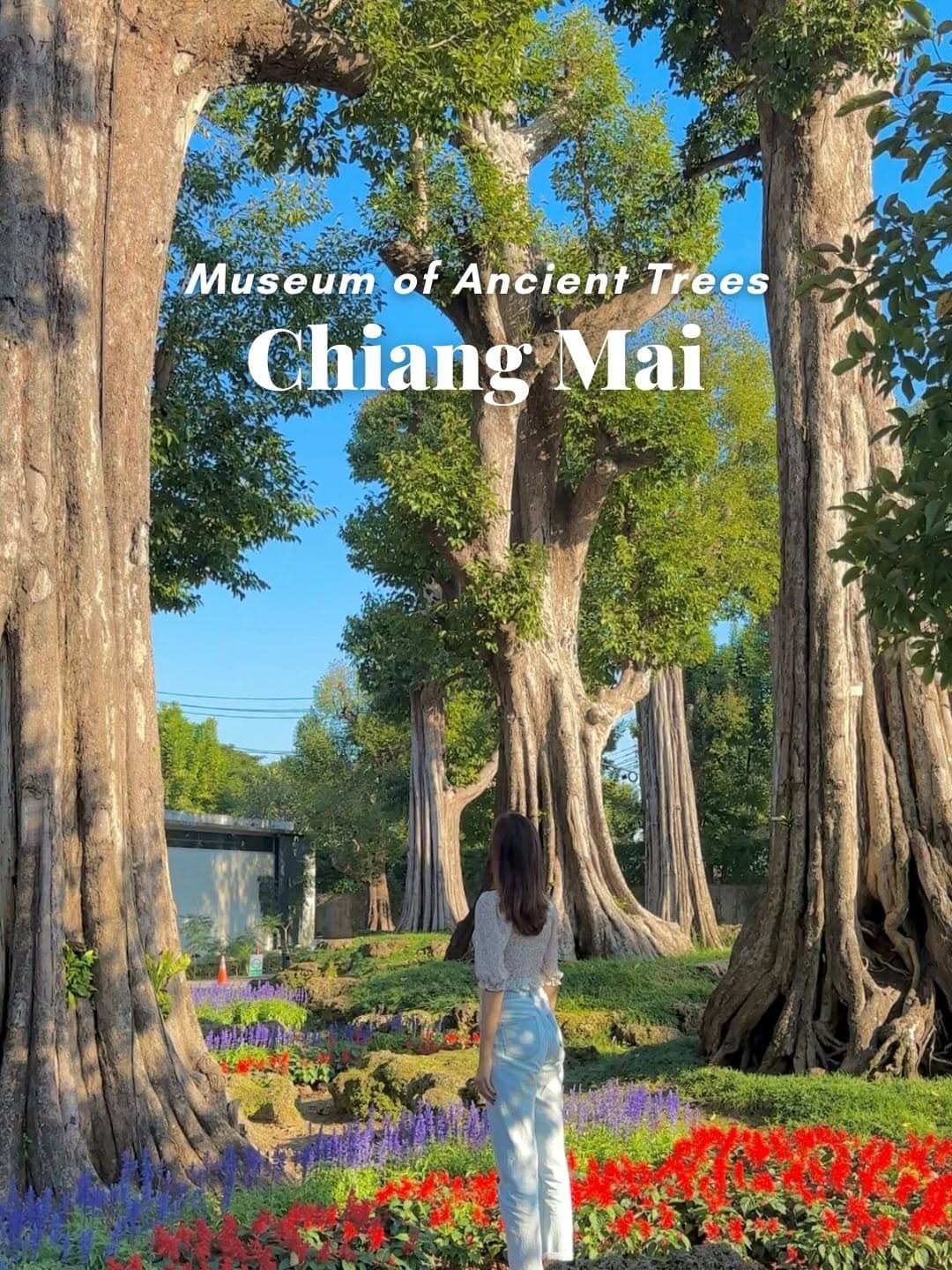 Chiang Mai's Heritage Park: A Rare Tree Sanctuary