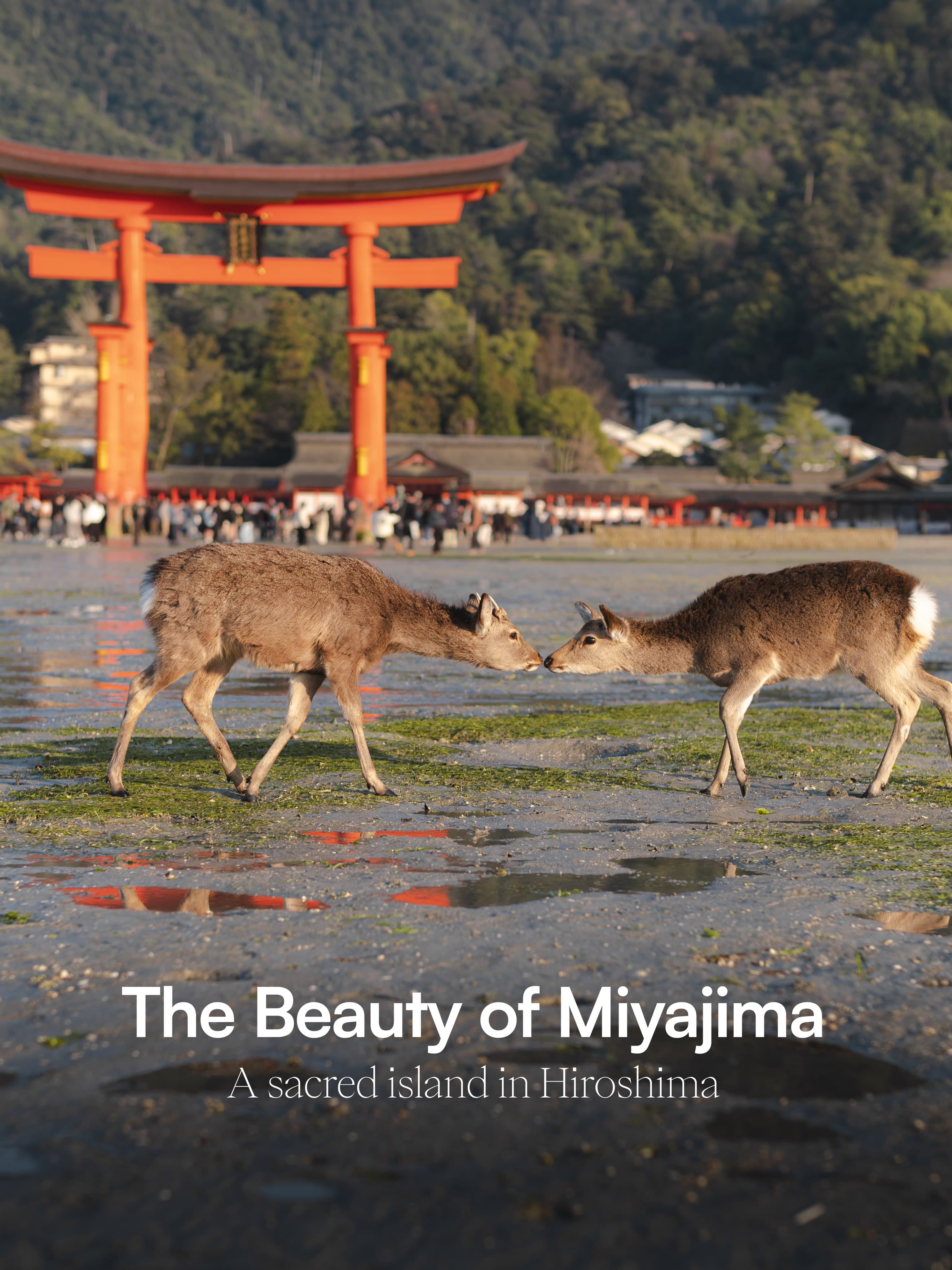 Itsukushima Island and Shrine's Sacred Beauty