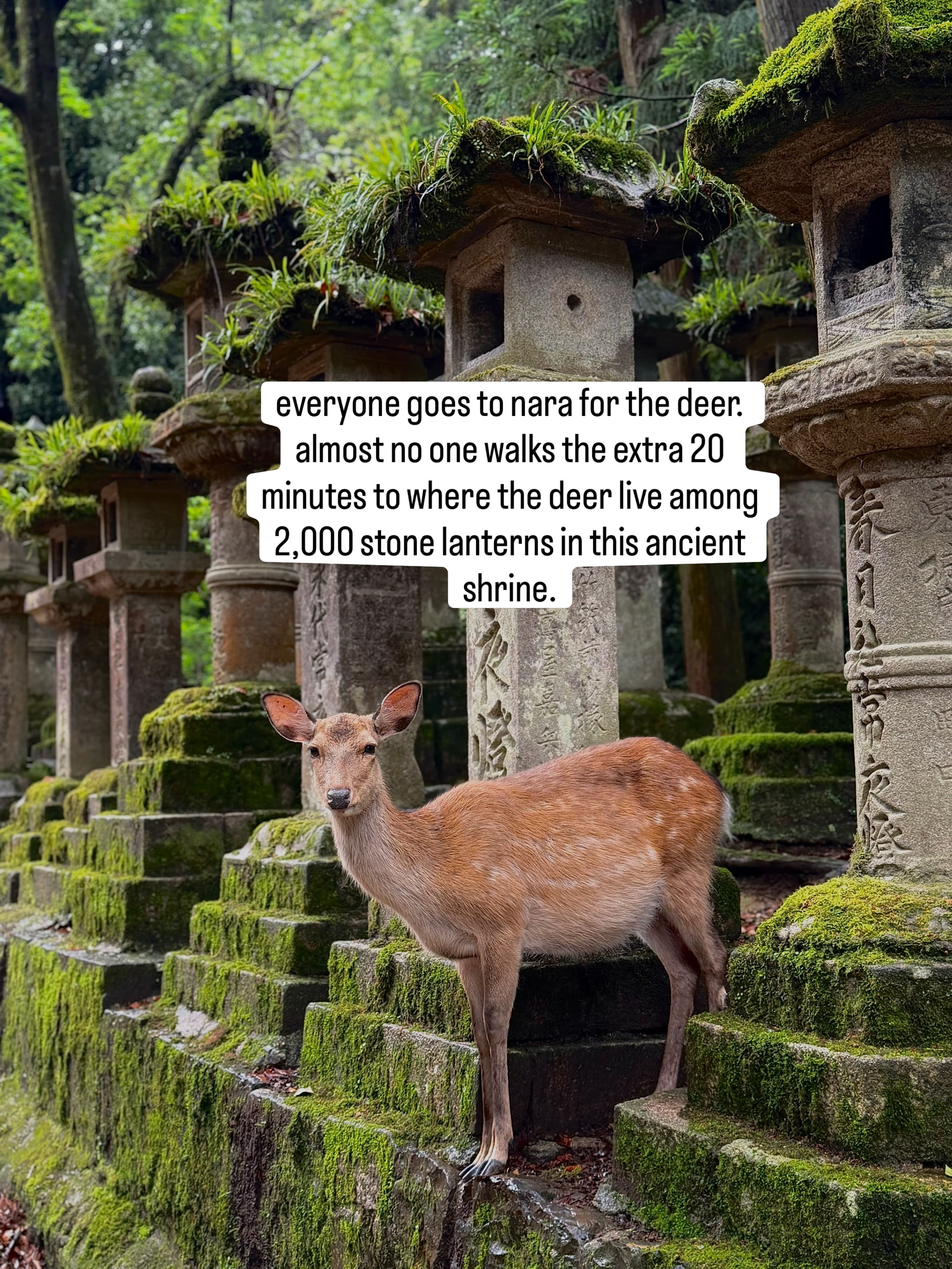 Nara Day Trip: Deer, Temples, and Hidden Forests