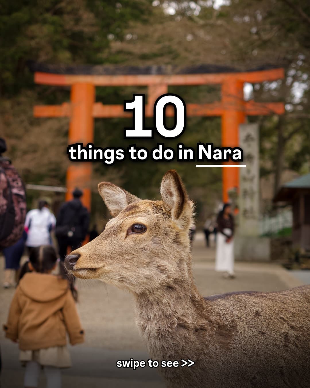 Nara: Beyond the Deer, Ten Must-See Attractions
