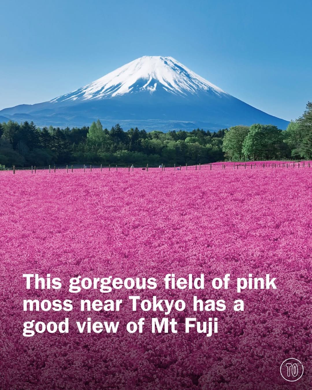 Fuji Shibazakura Festival With Mt. Fuji Views