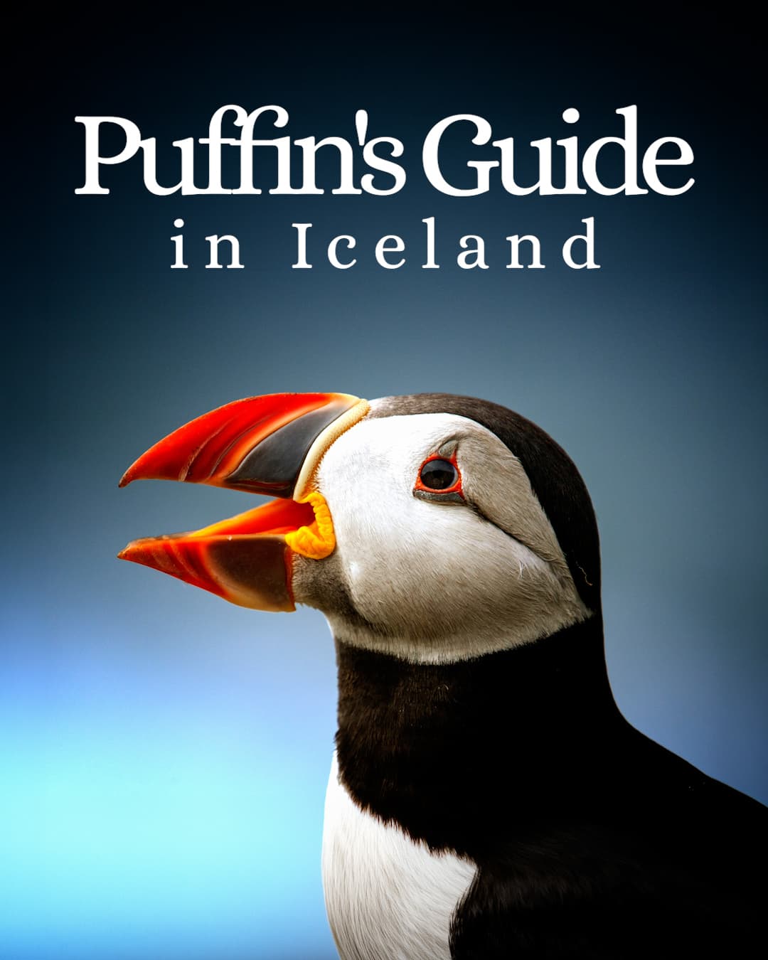 Best Puffin Watching Spots in Iceland