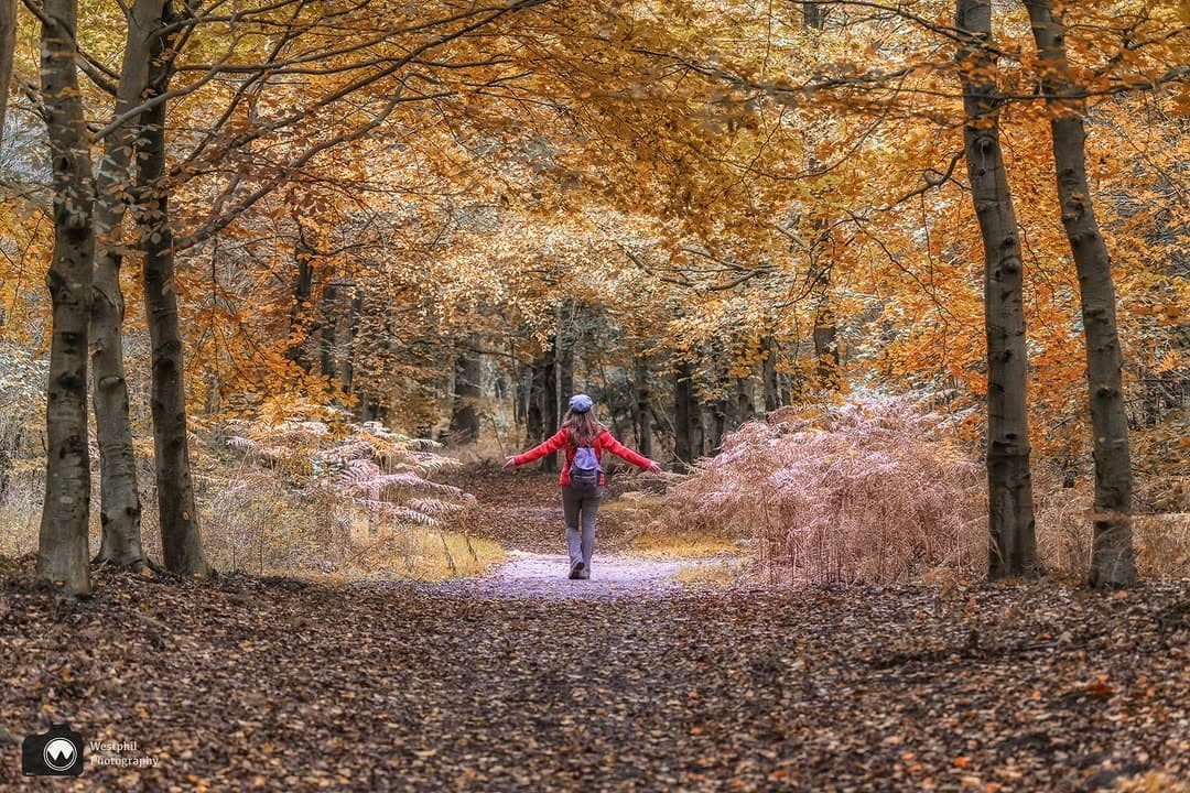 Autumn Walks Through Dutch Estates