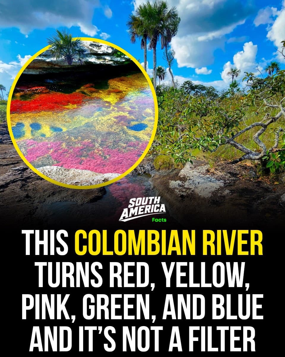 Caño Cristales: Colombia's Vibrant River Phenomenon
