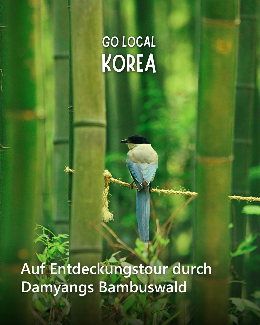 Damyang's Bamboo Forest and Noodle Street