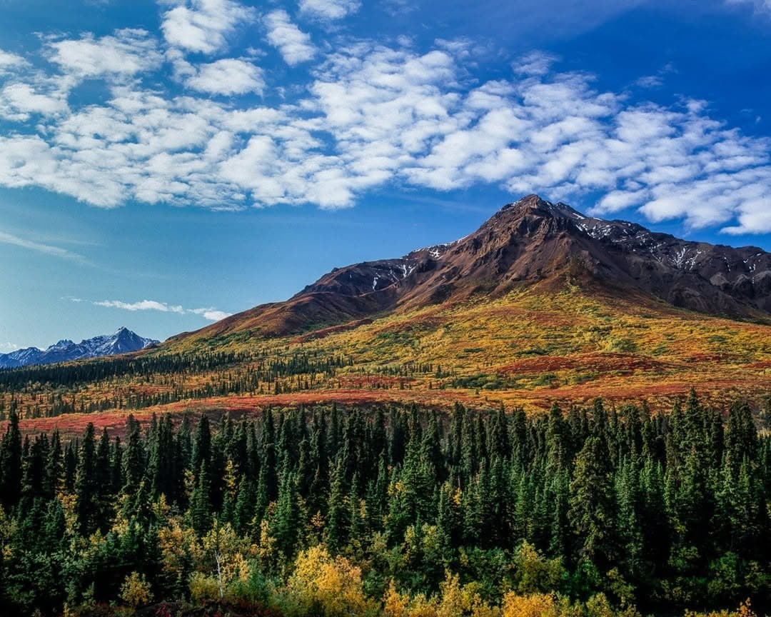 Denali National Park's Early Autumn Tundra Colors