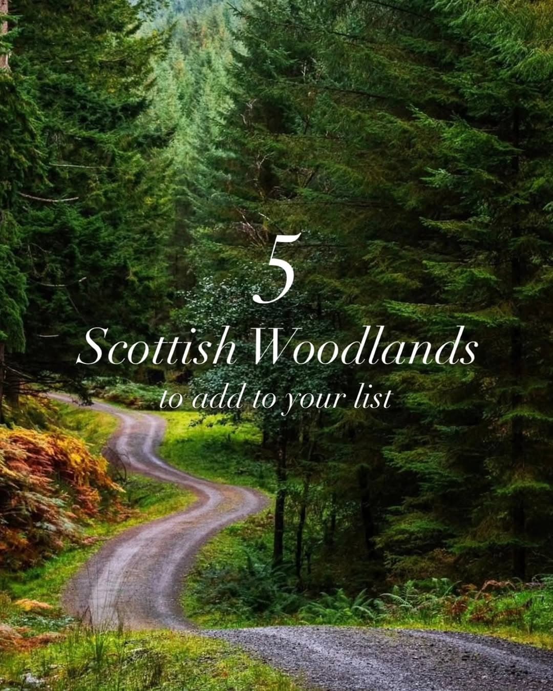 Five Beautiful Scottish Forests To Explore