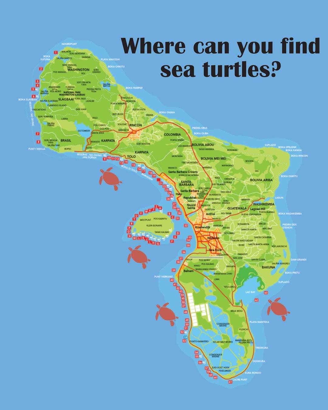 Bonaire Sea Turtle Viewing Spots