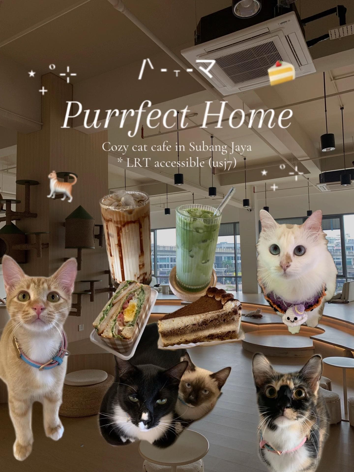 Cat Cafe Near USJ7 LRT Station