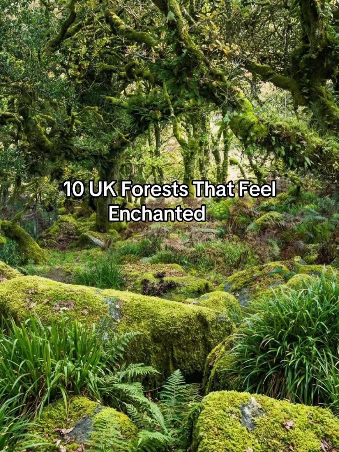 Enchanted UK Forests for Nature Escapes
