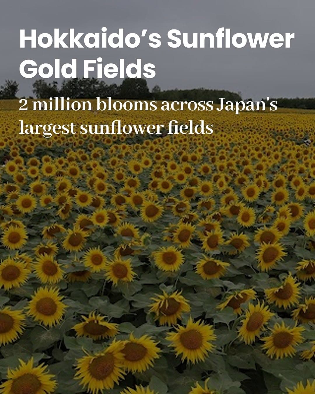 Hokkaido's Top Six Sunflower Destinations