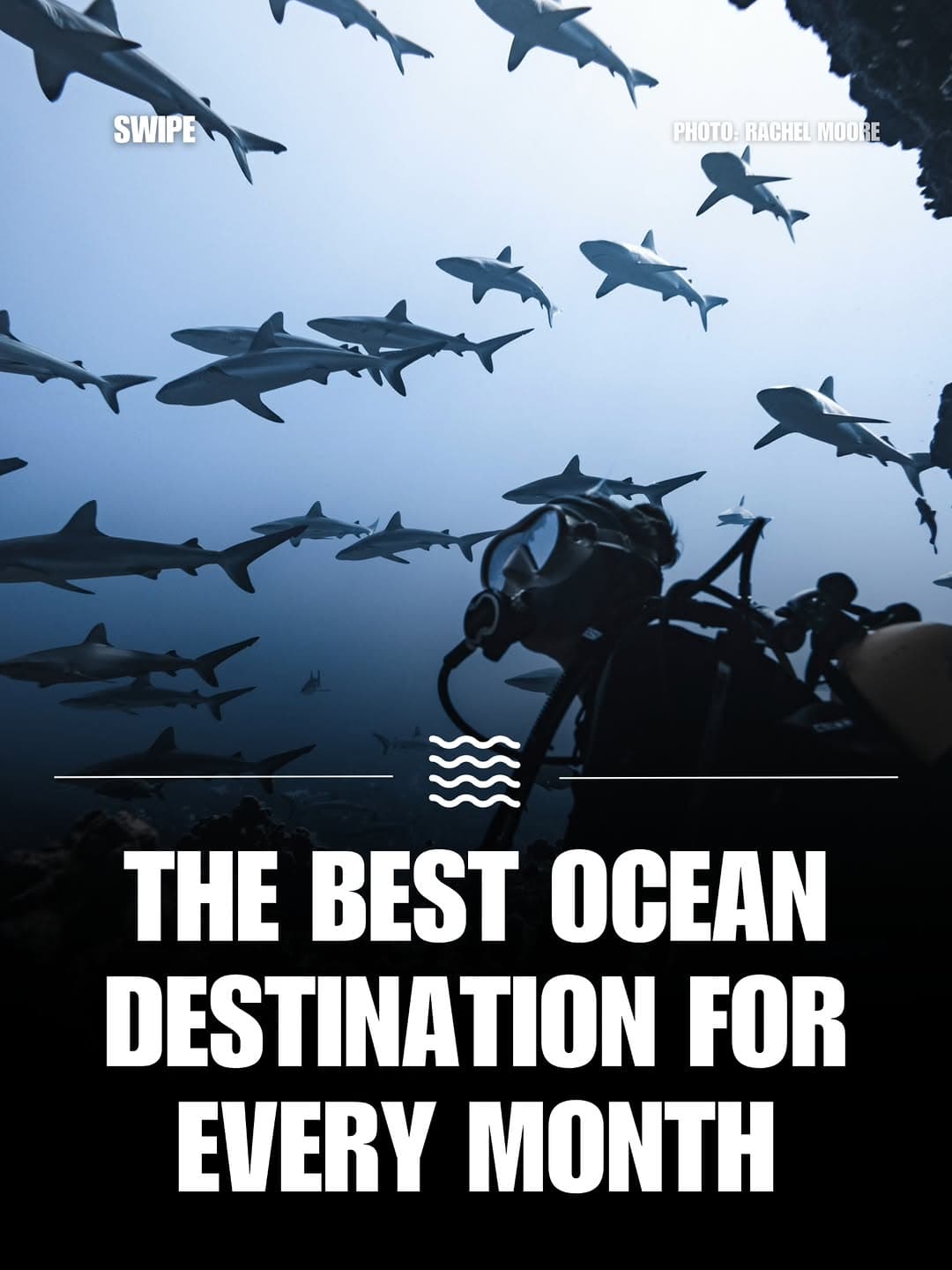Top Ocean Destinations For Wildlife Encounters