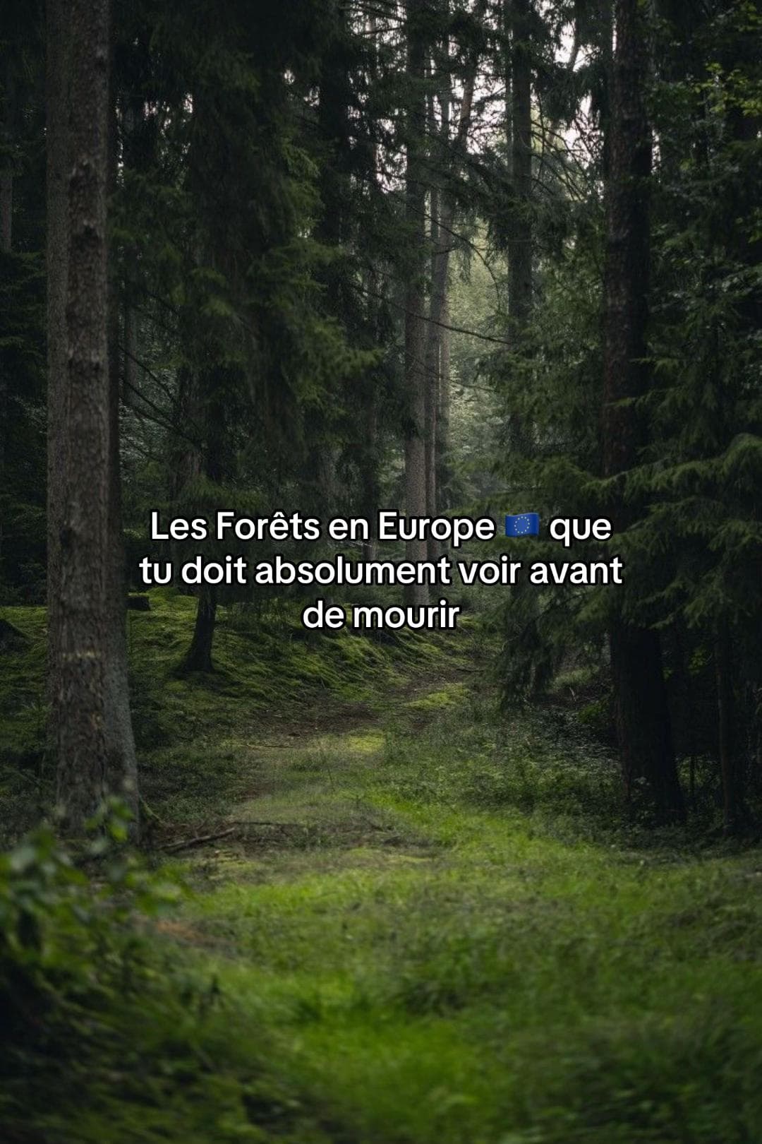 Europe's Most Enchanting Forests To Visit