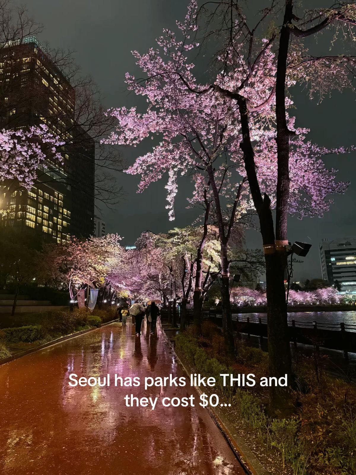 Seoul's Best Parks For Spring Blossoms