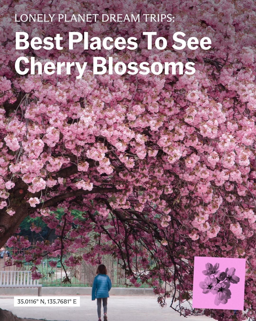 Worldwide Destinations For Cherry Blossom Viewing