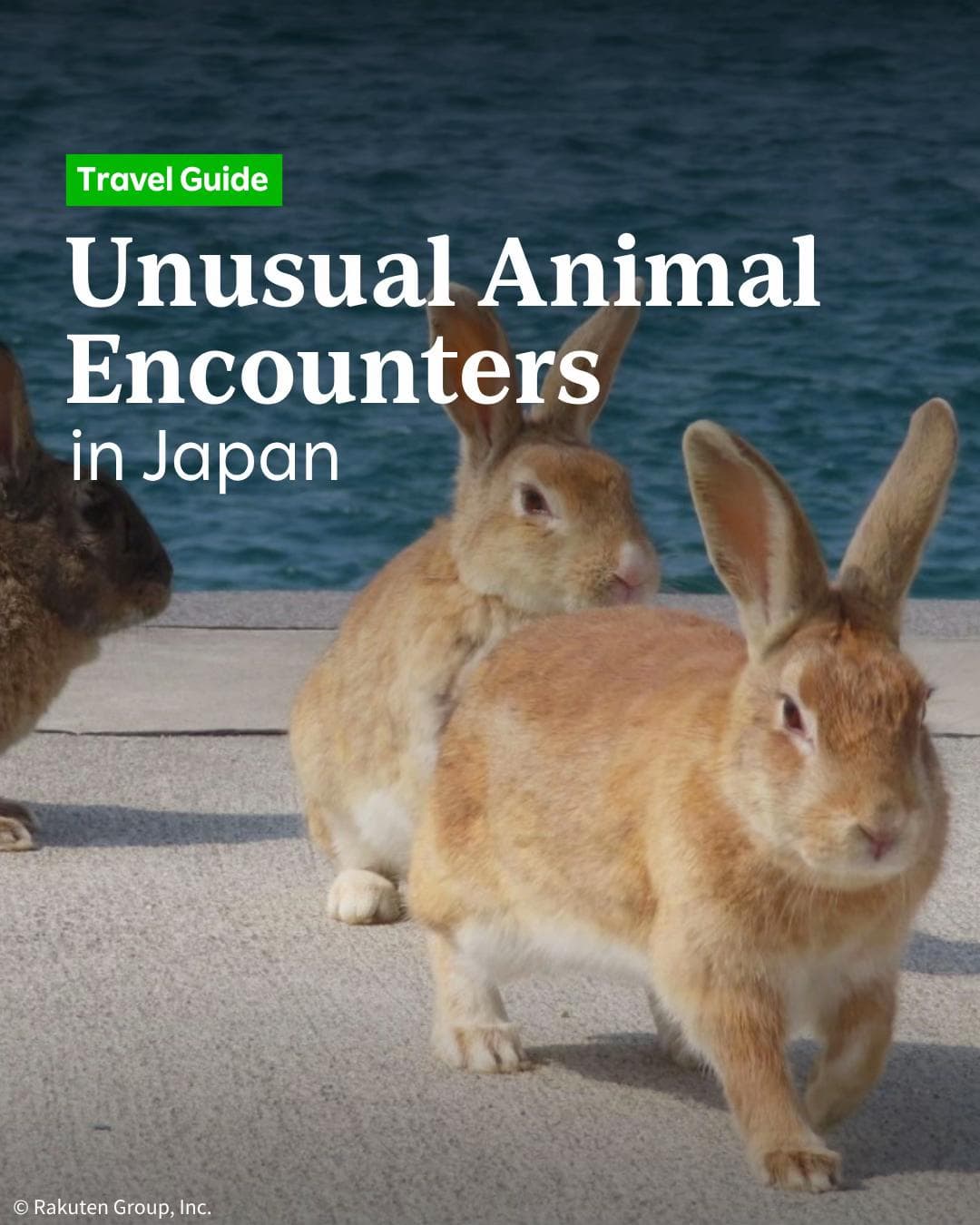 Adorable Japanese Animal Encounters Beyond Zoos