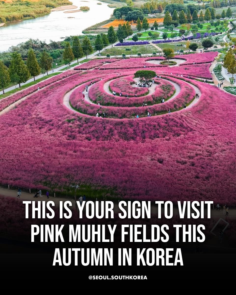 Korea's Top Pink Muhly Grass Fields