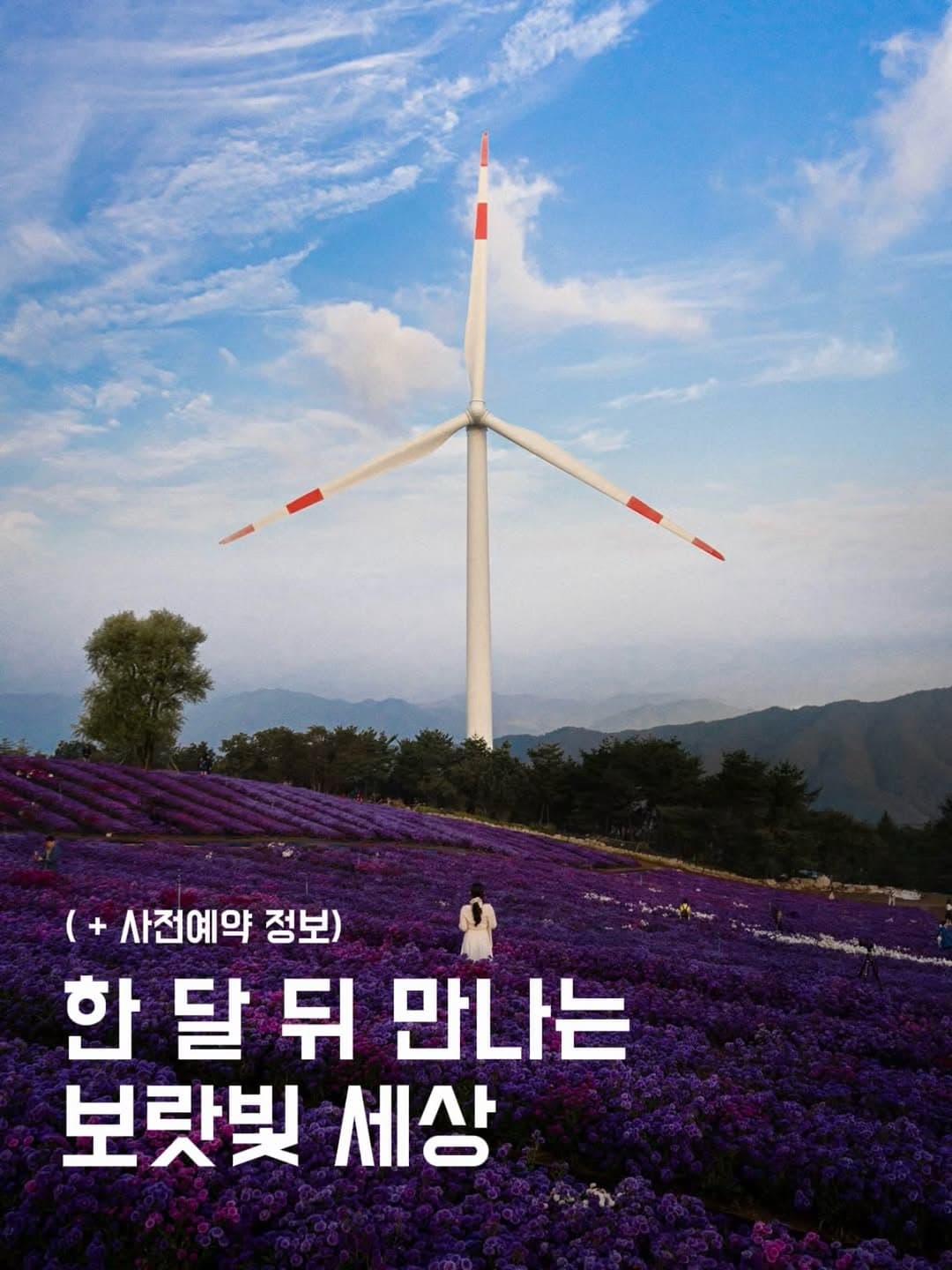 Purple Flower Fields At Gamaksan Mountain