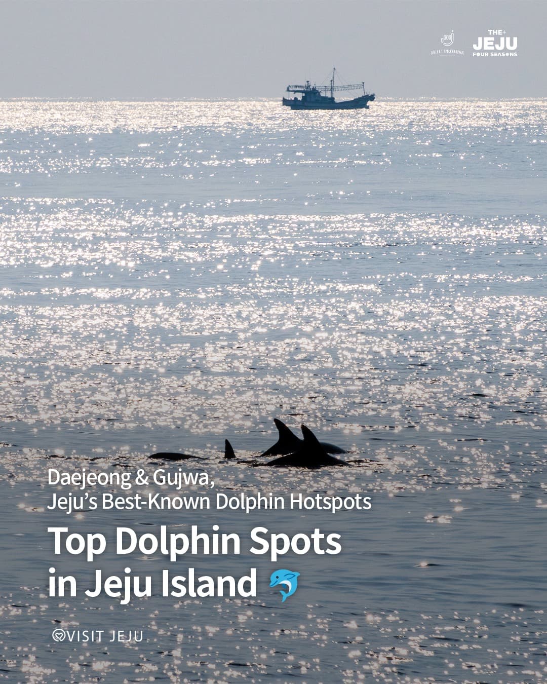 Jeju Island Dolphin Watching Spots