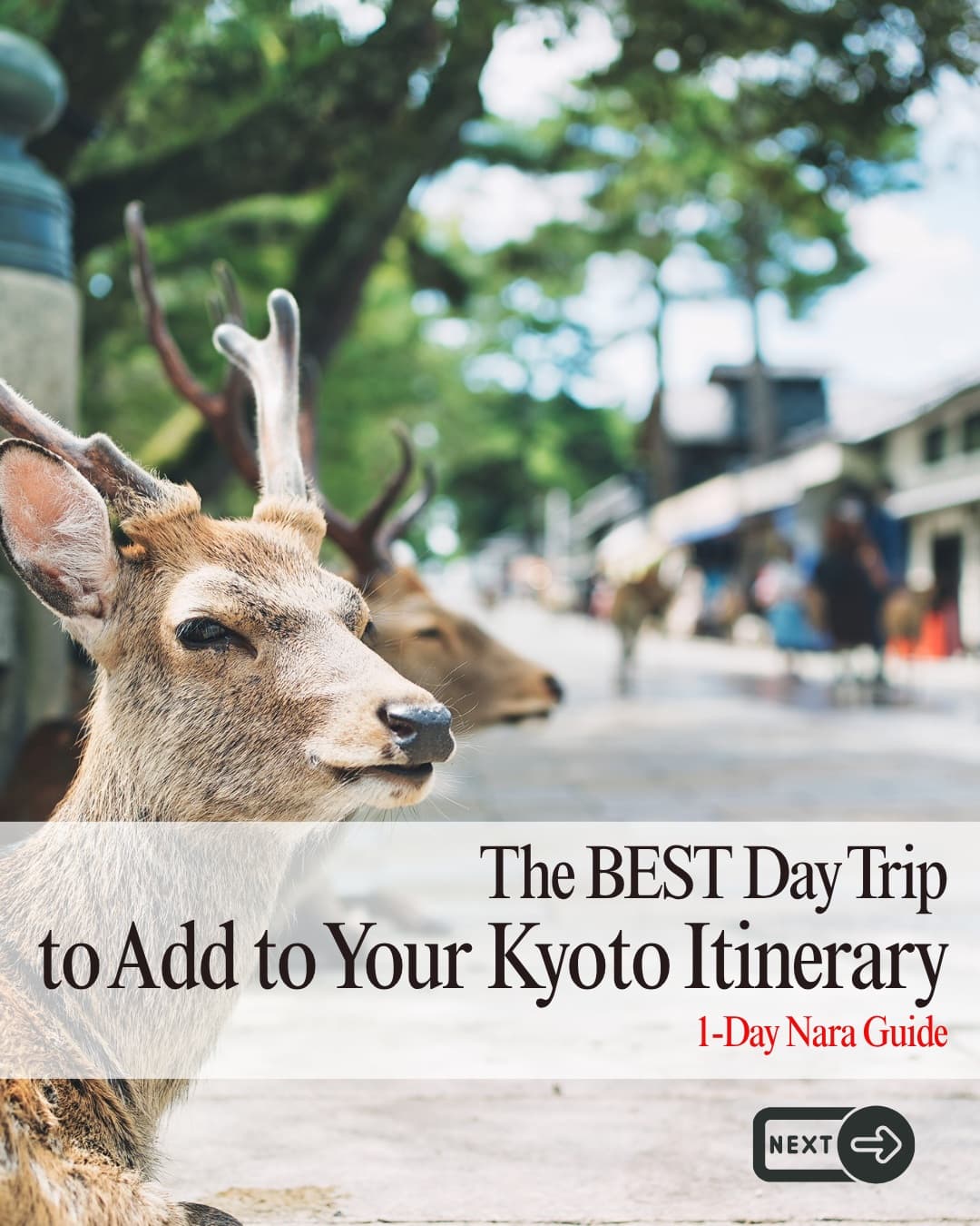 Day Trip to Nara's Temples and Gardens