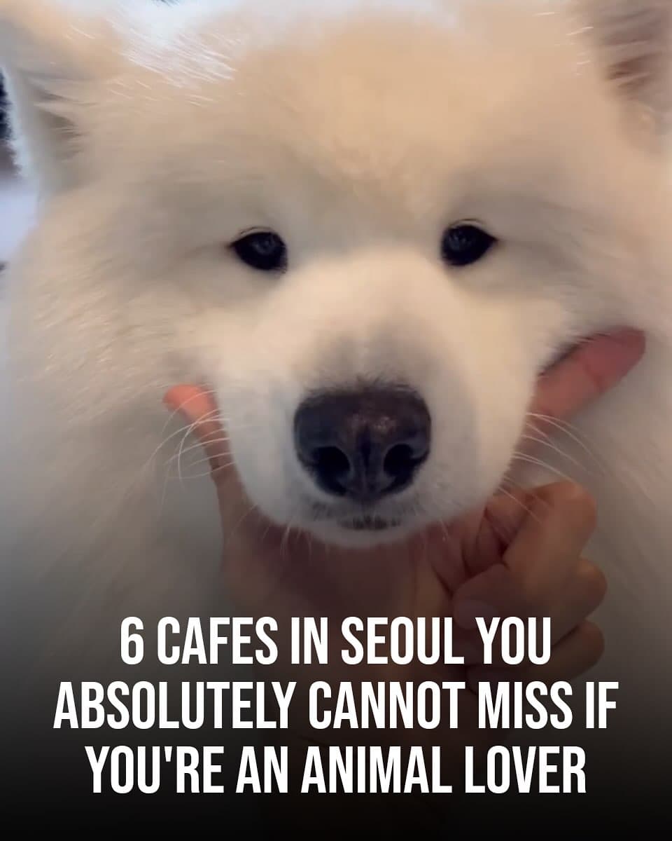 Seoul's Top Animal Cafes For Pet Lovers