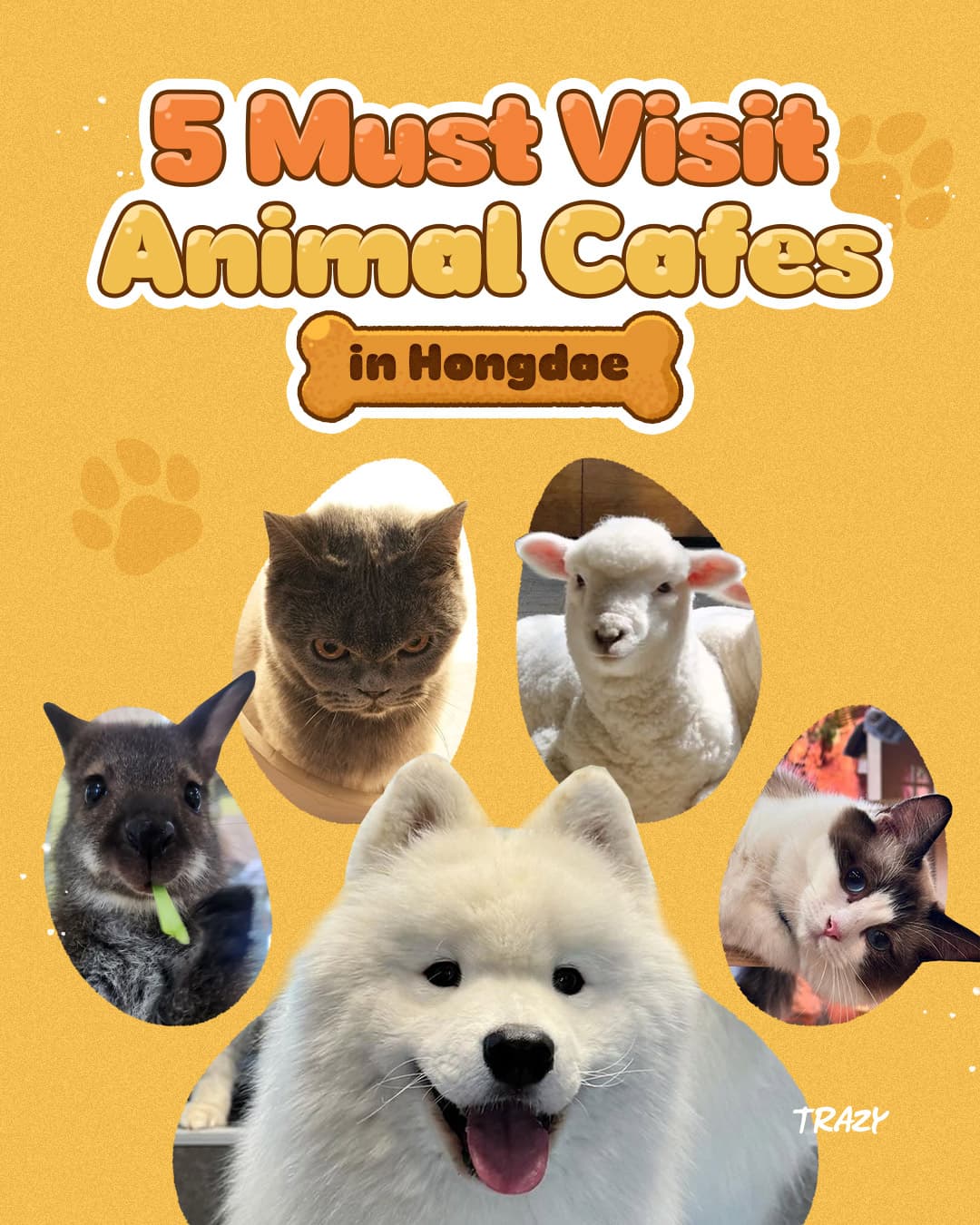 Seoul's Top 5 Animal Cafes In Hongdae