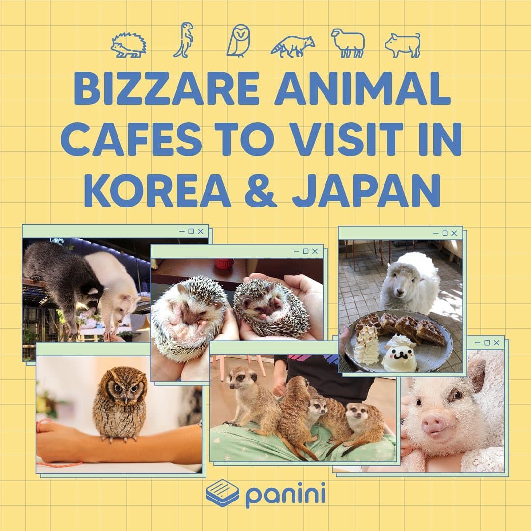 Tokyo and Seoul Animal Cafes for Unique Encounters