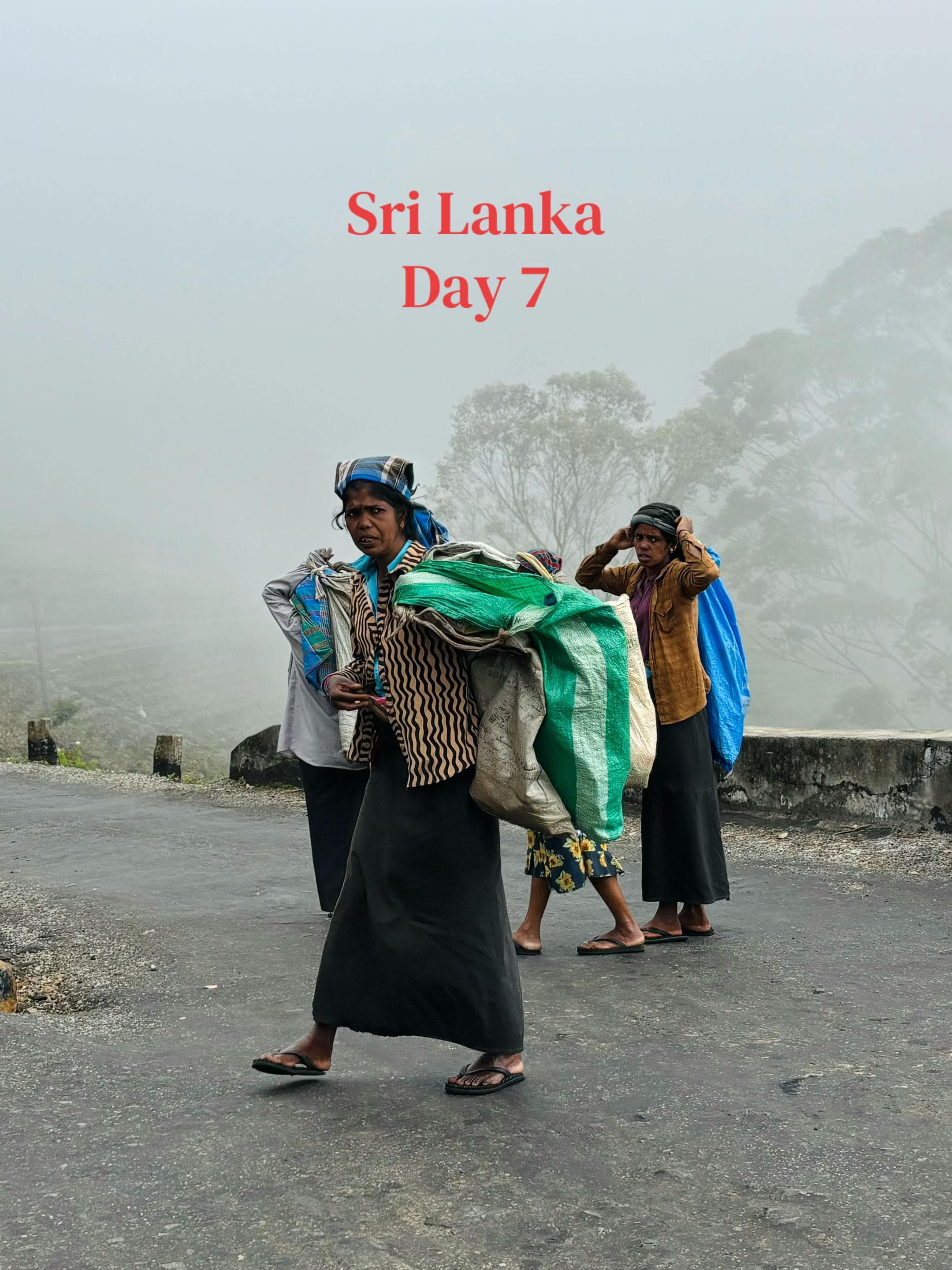 Sri Lanka's Tea Plantations, Waterfalls, and Monasteries